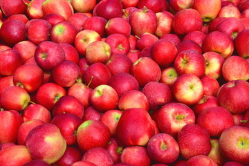Äpfel - Apfelbäume -  Apfelernte in Südtirol