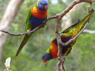 Pair Rainbow Lorikeets