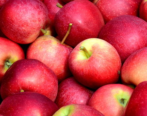 Fototapeta na wymiar Knackige saftige rote Äpfel - Textur Hintergrund 