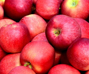 Fototapeta na wymiar Äpfel - Apfelbäume - Apfelernte in Südtirol