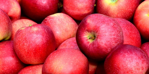 Fototapeta na wymiar Äpfel - Apfelbäume - Apfelernte in Südtirol