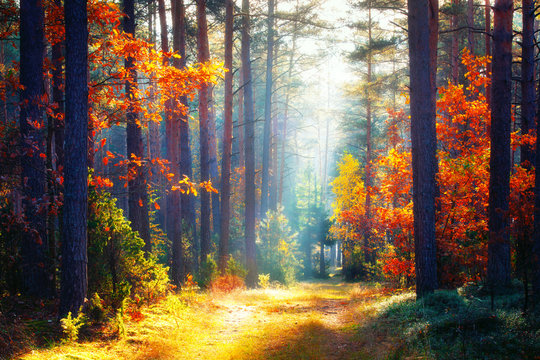 Autumn. Fall forest landscape