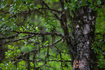 Moss on mountain birches after the rain. Fresh air in the Swedish mountains of Funäsfjällen.