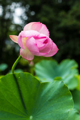 pink lotus in the garden