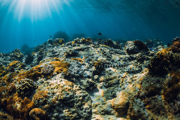 Naklejka na ściany i meble Underwater scene with corals and sea snake. Tropical blue sea
