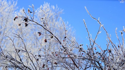 close up view on branches of a tree in winter