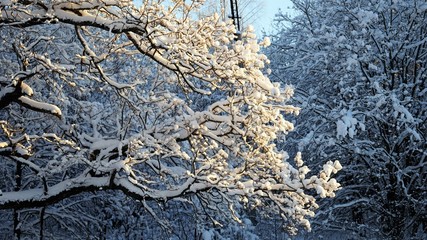 frozen tree in winter