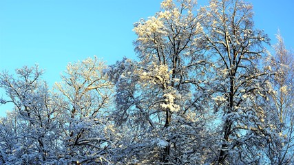 Naklejka premium low angle view on tree in winter by clear sky