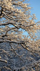 tree in winter covered by snow