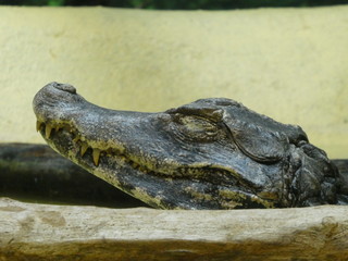 Cuvier's dwarf caiman