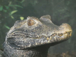 Cuvier's dwarf caiman