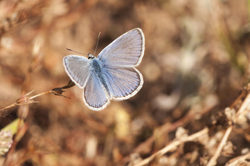 Polyommatus icarus celina Common Blue small, deep blue butterfly perched on a plant