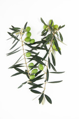 green natural fresh olives on branches with leaves