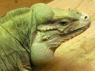 Rhinoceros iguana