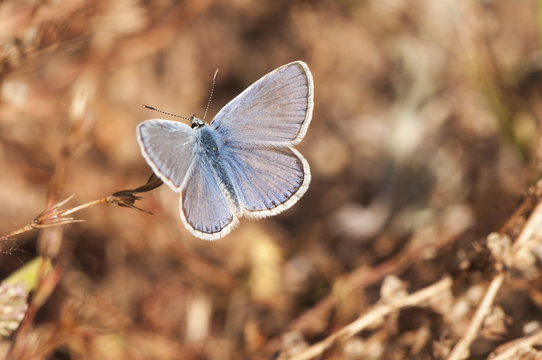 Polyommatus icarus celina Common Blue small, deep blue butterfly perched on a plant