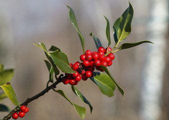 Among Christian traditions it is said that the holly berries derived from the coagulated blood of a shepherd was injured with the pungent leaves of the plant.