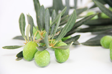green natural fresh olives on branches with leaves