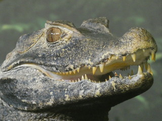 Obraz premium Cuvier's dwarf caiman