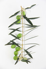 green natural fresh olives on branches with leaves