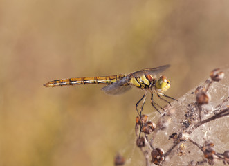 Sympetrum fonscolombii The red-veined darter or nomad one of the most common dragonflies in summer in the fields of Andalusia