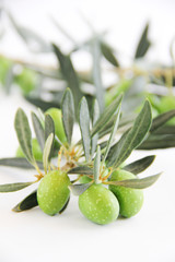 green natural fresh olives on branches with leaves