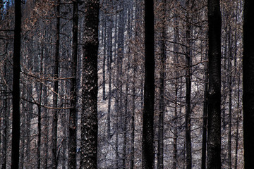 Obraz premium Gran Canaria after wild fire