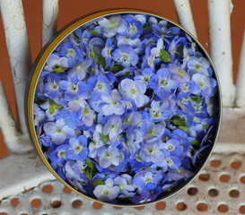 Small flowers of Veronica persica collected in a box