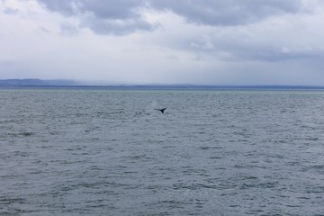 Baleines de Tadoussac