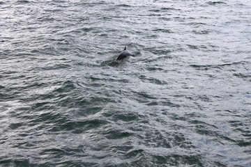 Fototapeta premium Baleines de Tadoussac
