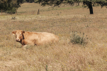 Calf ruminating and resting in the sun in the middle of a meadow with spring grass