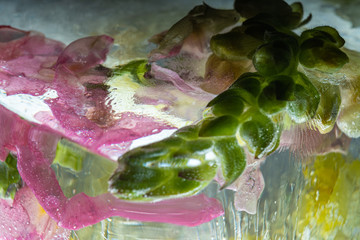 Löwenmaul in kristallklarem Eis 1