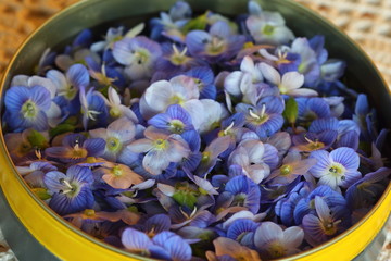 Set of small blue flowers in a jar