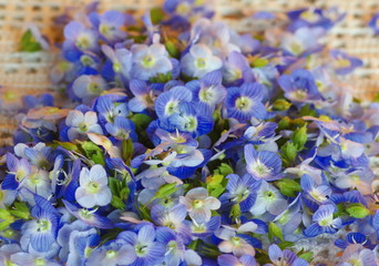 Background of small blue flowers of veronica persica
