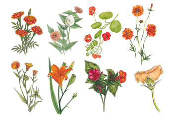 Botanical set of orange flowers.