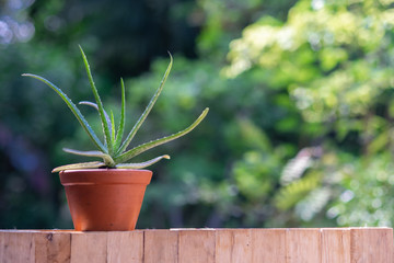 Fototapeta na wymiar Aloe vera pot plants on wooden table, natural skin therapy concept