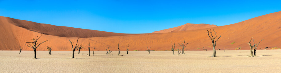 Panorama of dead acacia trees casting shadows during sunrise in arid Deadvlei pan. Sossusvlei, Namibia.