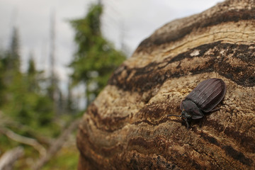 A rare European bark gnawing beetle living in dead wood. Close up picture of the endangered species in its natural habitat.