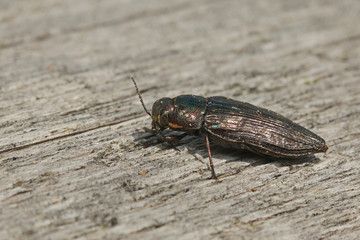 Metallic wood borer sitting on a dead spruce log. Picture from the Central European montane forest....