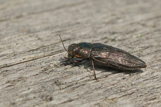 Metallic wood borer sitting on a dead spruce log. Picture from the Central European montane forest. A rare species occurring in old growth forests in its natural environment.