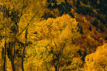 Fototapeta premium Autumn leaves in New Zealand