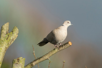 Collared Dove and Rainbow