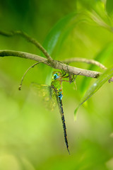 カトリヤンマ