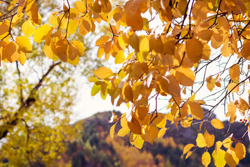 Autumn leaves in New Zealand