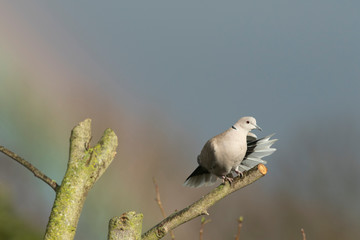 Collared Dove and Rainbow