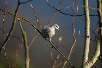 Collared Dove in Tree