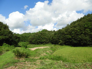 Fototapeta na wymiar 夏の農村風景