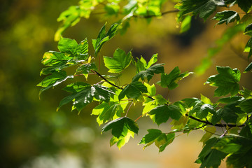 Autumn leaves in New Zealand