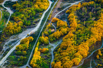 Autumn leaves in New Zealand
