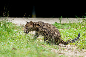 baby leopard in wild life breeding station.