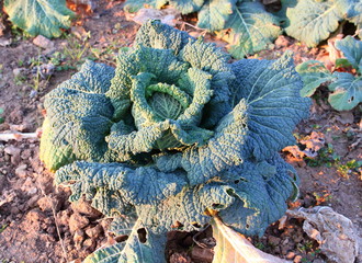 the consumption of Brassica oleracea in cooking is widespread in most of Europe and in many Italian regions